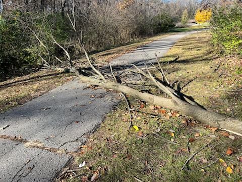 This is a picture of a tree that has fallen across the trail